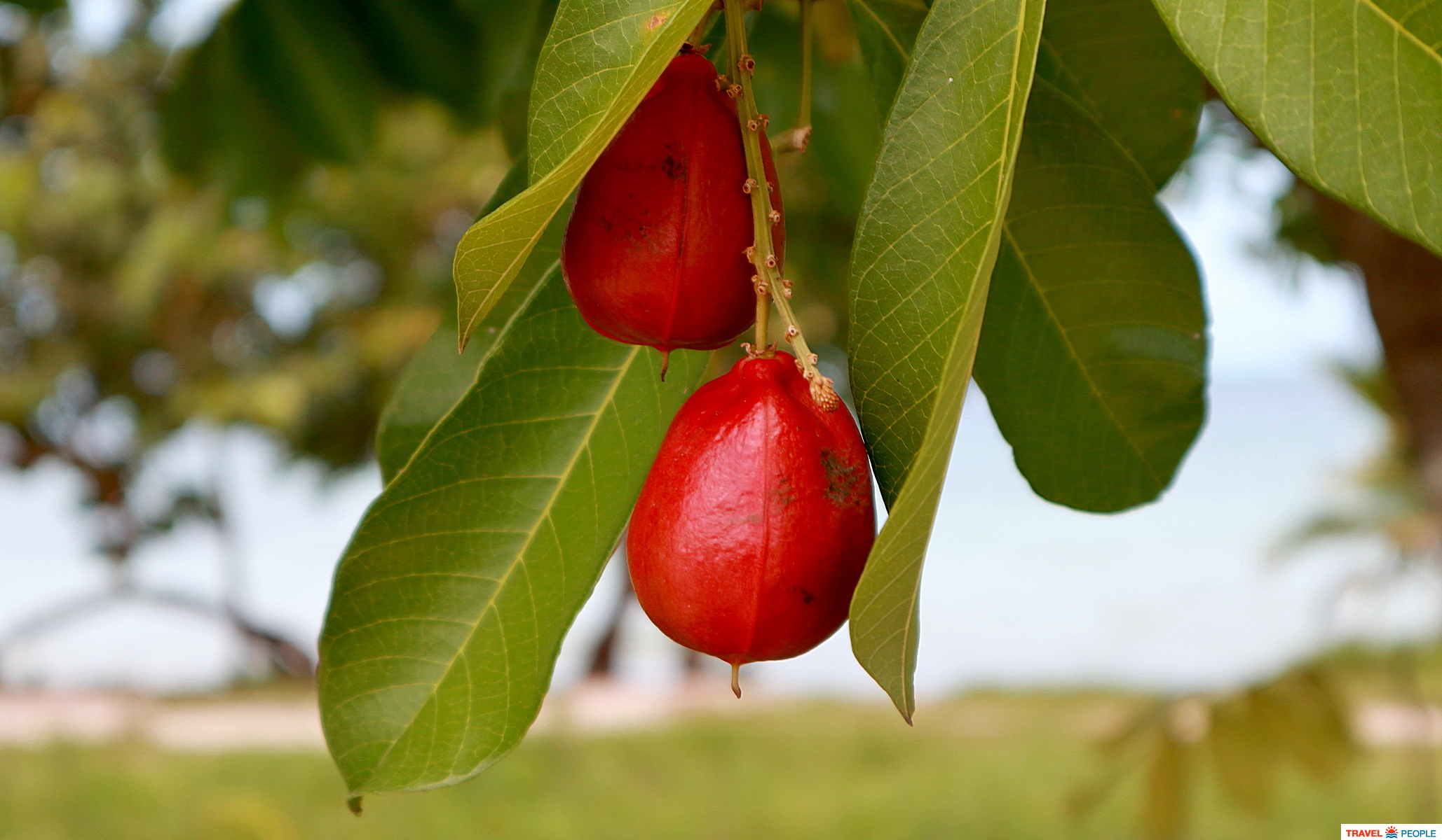 Ackee (Blighia sapida) -   